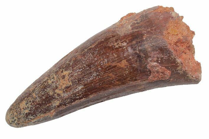 Cretaceous Fossil Crocodile Tooth - Morocco #212603